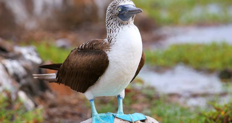 Fou à pieds bleus debout sur un rocher dans son habitat naturel.