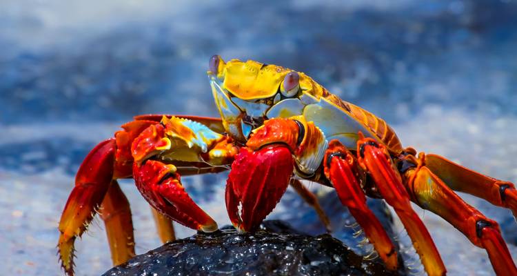 Geluxe: Islas Galápagos: La vida salvaje de Santa Cruz e Isabela - G Adventures 6