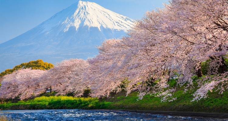 Cerisiers en fleurs le long d'une rivière avec le mont Fuji en arrière-plan