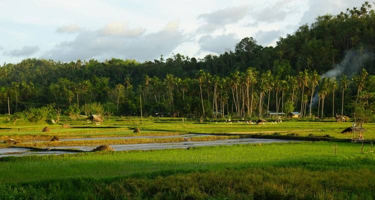 Üppige Reisfelder mit Kokospalmen im Hintergrund