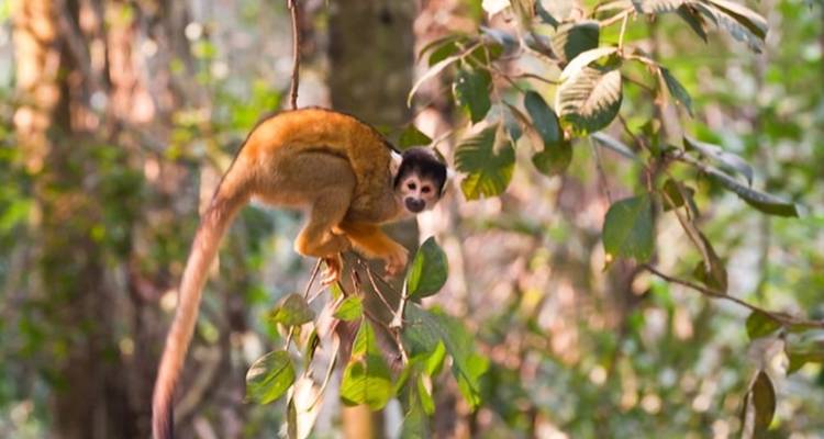12 jours en Bolivie, randonnée dans les Andes et expédition en Amazonie - Responsible Travel South America 7