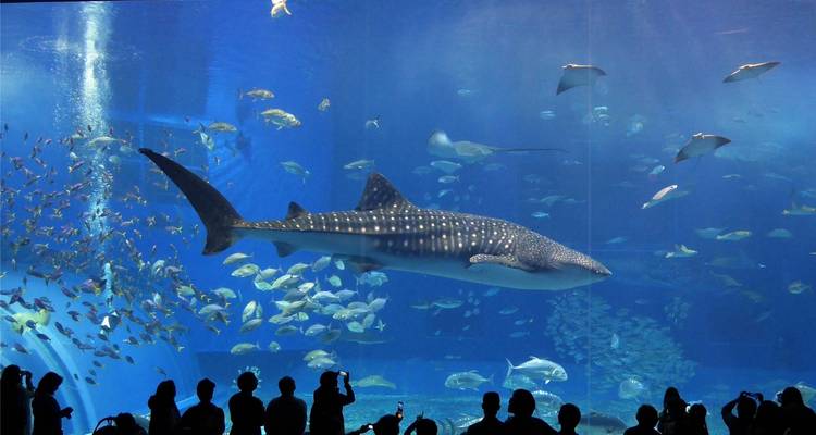 Riesiges Aquarium mit einem Walhai und Fischschwärmen, Silhouetten von Besuchern.