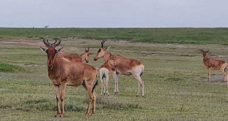 Safari de 12 días por la naturaleza en Tanzania - Hazzes Adventure 1