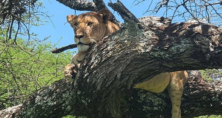 Safari de 12 días por la naturaleza en Tanzania - Hazzes Adventure 3