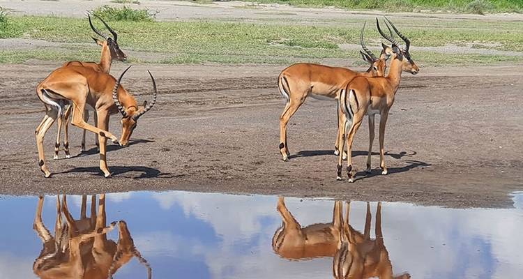 Safari de 12 días por la naturaleza en Tanzania - Hazzes Adventure 4