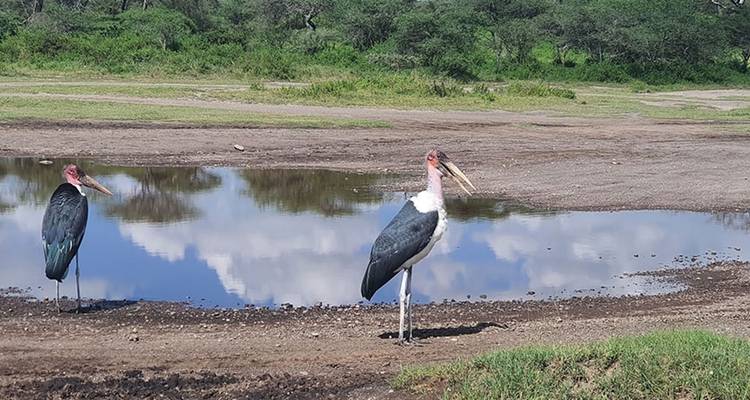 Safari de 12 días por la naturaleza en Tanzania - Hazzes Adventure 6