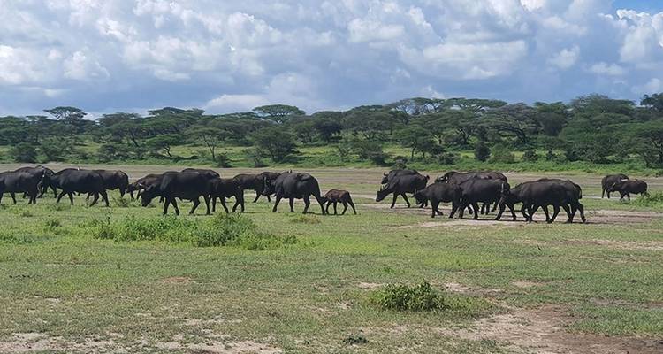Safari de 12 días por la naturaleza en Tanzania - Hazzes Adventure 7