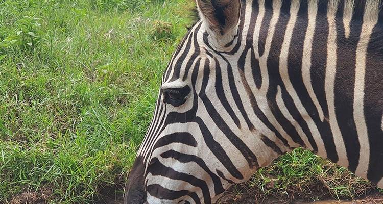 Safari de 12 días por la naturaleza en Tanzania - Hazzes Adventure 8