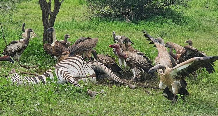 Safari de 12 días por la naturaleza en Tanzania - Hazzes Adventure 10