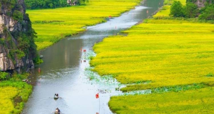 Botes de remos flotando por un río tranquilo rodeado de campos de arroz amarillo brillante y acantilados de piedra caliza.