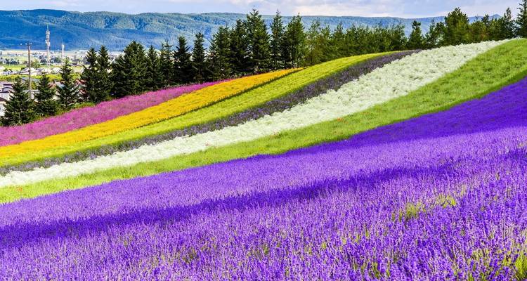 Excursión de 6 días a la sinfonía floral de Hokkaido (guía y conductor privados）La mejor época para visitarla es entre junio y agosto, en verano. - UME Travel Co. Ltd 1
