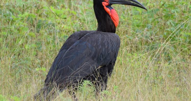 Nahaufnahme eines Hornraben im Gras.