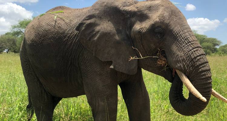 Elefant grast in einem grasbewachsenen Bereich unter klarem Himmel.