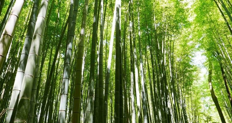 Circuito de 12 días al Monte Fuji y al espectáculo Kurobe de Tateyama (guía y conductor privados) - UME Travel Co. Ltd 4