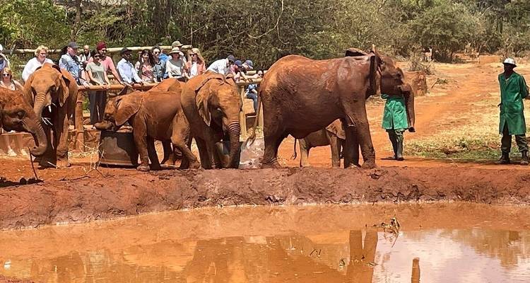 Paquete Nairobi (Parque Nacional de Nairobi, Orfanato de Animales, safari a pie + santuario de elefantes opcional) - Gracepatt Ecotours Kenya 2