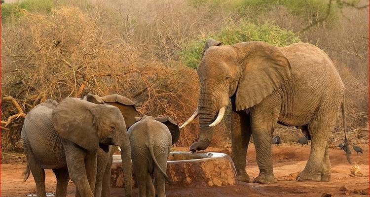 Paquete Nairobi (Parque Nacional de Nairobi, Orfanato de Animales, safari a pie + santuario de elefantes opcional) - Gracepatt Ecotours Kenya 3