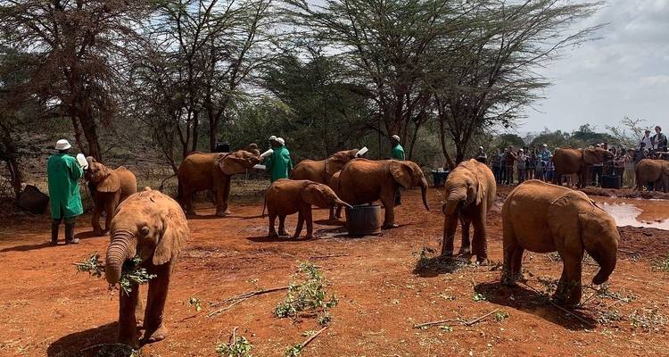 Paquete Nairobi (Parque Nacional de Nairobi, Orfanato de Animales, safari a pie + santuario de elefantes opcional) - Gracepatt Ecotours Kenya 4