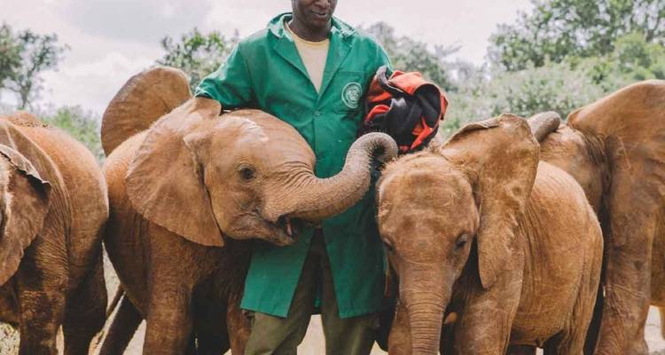 Paquete Nairobi (Parque Nacional de Nairobi, Orfanato de Animales, safari a pie + santuario de elefantes opcional) - Gracepatt Ecotours Kenya 7