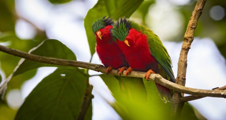 Rurutu, Rapa, Raivavae : le paradis caché de Tiki - DIAMIR Erlebnisreisen 3