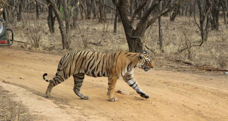 Circuito de lujo por el patrimonio de la India con safari de tigres en Ranthambore - GoBook India Tours 2