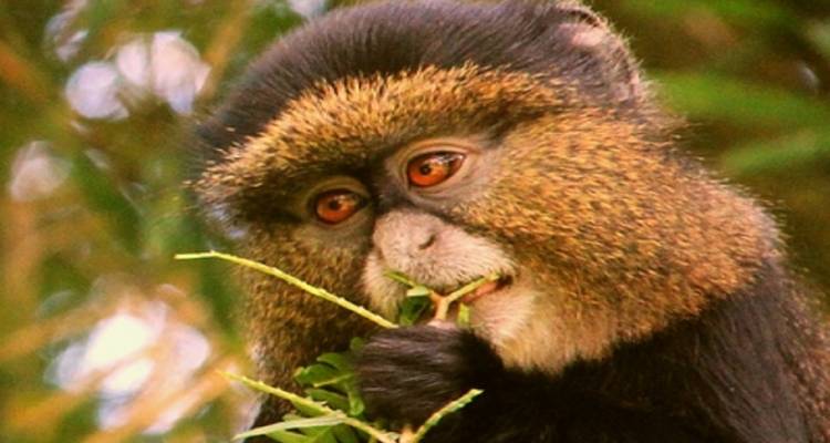 4-Day Gorilla Trekking & Golden Monkeys - Golden Rwanda Safaris Ltd 1