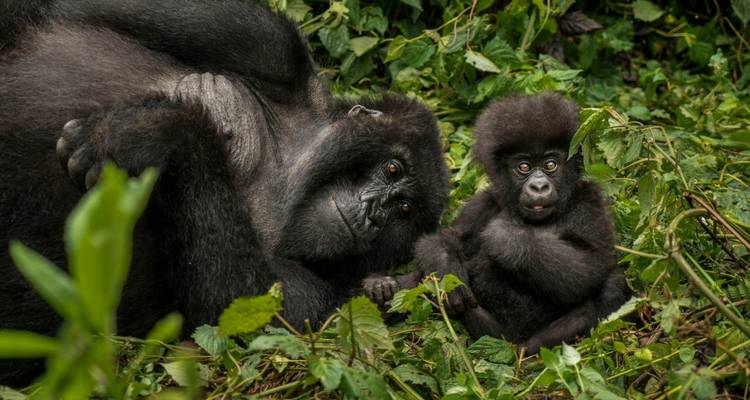 4-Day Gorilla Trekking & Golden Monkeys - Golden Rwanda Safaris Ltd 4