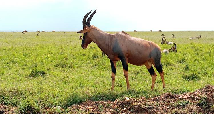 8 días de estancia en la playa y safari por la costa - Gracepatt Ecotours Kenya 4