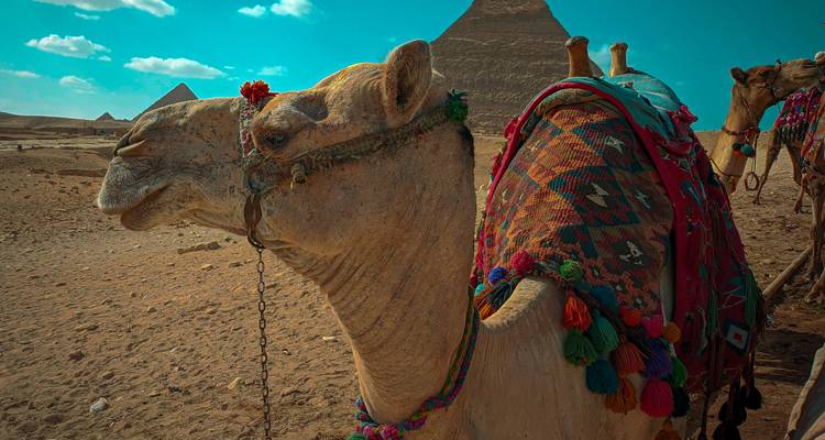 Kameel met piramides op de achtergrond.