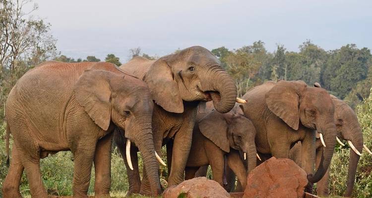 Groep olifanten die samen staan in een natuurlijke omgeving.