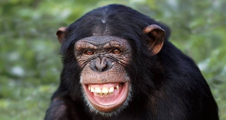 Close-up van een chimpansee die glimlacht.