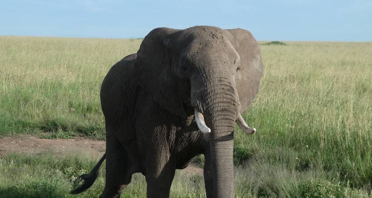 Tanzania in Style - 6 jours de safari privé - theKili-Guides 1