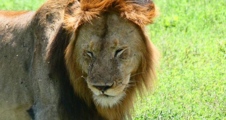 Tanzania in Style - 6 jours de safari privé - theKili-Guides 2
