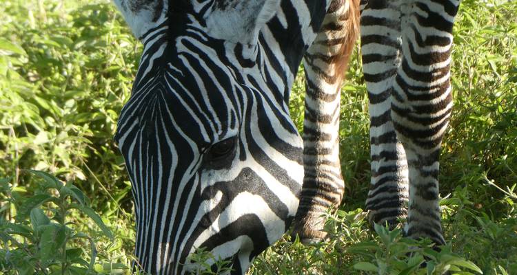 Tanzania in Style - 6 jours de safari privé - theKili-Guides 3