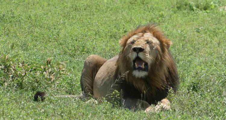 Tanzania in Style - 6 jours de safari privé - theKili-Guides 4