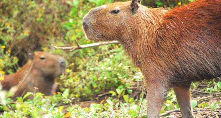11 Day Hidden Bolivian Jungle Expeditions - Responsible Travel South America 2