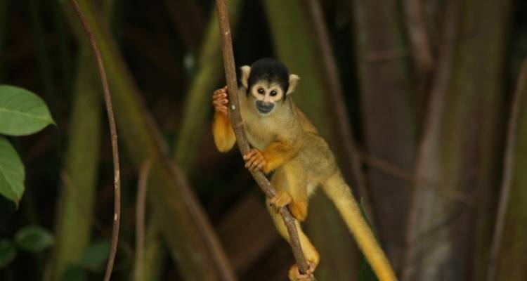 11 Day Hidden Bolivian Jungle Expeditions - Responsible Travel South America 10