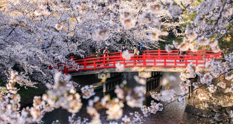 Un puente rojo rodeado de flores de cerezo.