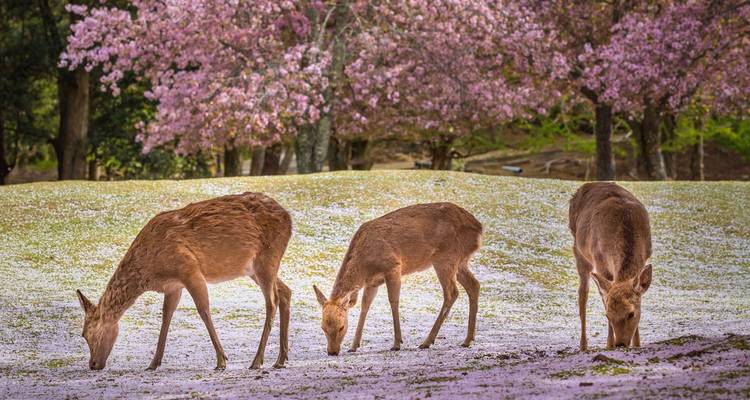 14 días una prueba de Japón (guía y conductor privados） - UME Travel Co. Ltd 8