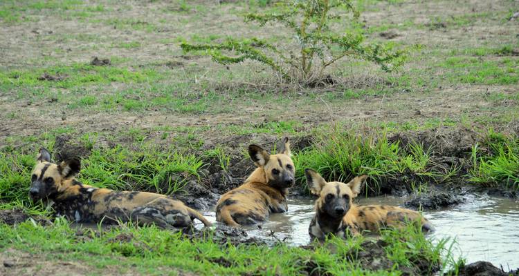 Desde Arusha Safari de Aventura de 2 Días en Tarangire y el Cráter del Ngorongoro - Beach and Safari Holidays 10