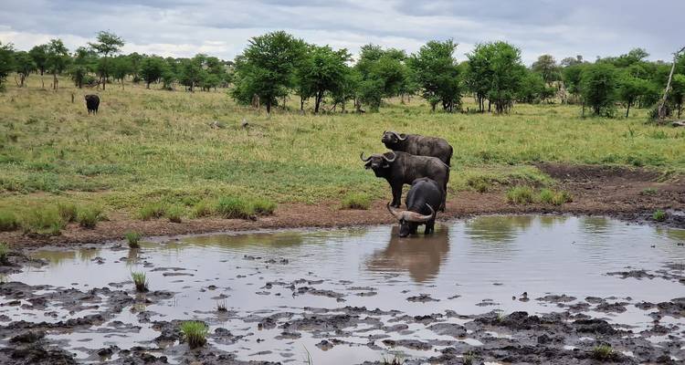 From Arusha 3 Days Tanzanian Flamingo Safari: Tarangire to Magical Lake Natron - Beach and Safari Holidays 3