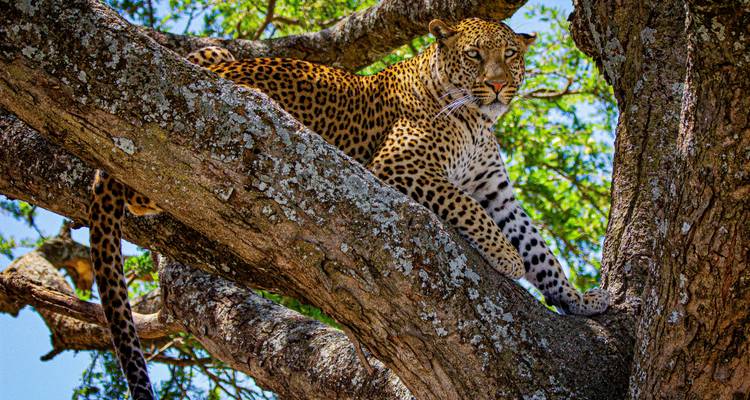 Desde Arusha, 3 días de Safari en avión y en coche, Serengeti y Ngorongoro - Beach and Safari Holidays 2
