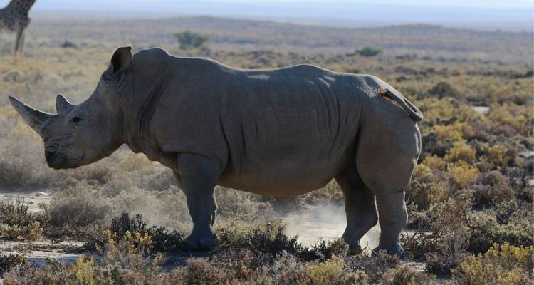 Rhinocéros marchant dans un paysage de savane aride.