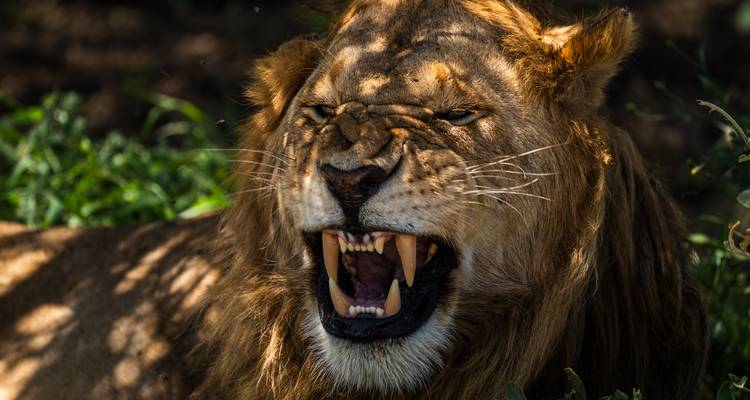 Desde Arusha, 3 días de Safari en avión y en coche, Serengeti y Ngorongoro - Beach and Safari Holidays 8