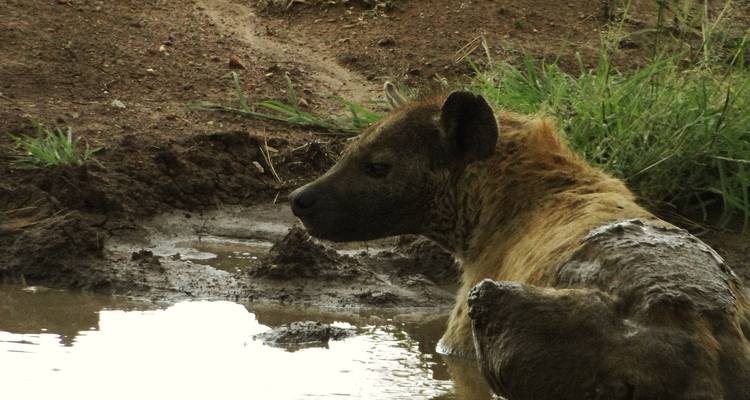 Desde Arusha, 3 días de Safari en avión y en coche, Serengeti y Ngorongoro - Beach and Safari Holidays 9