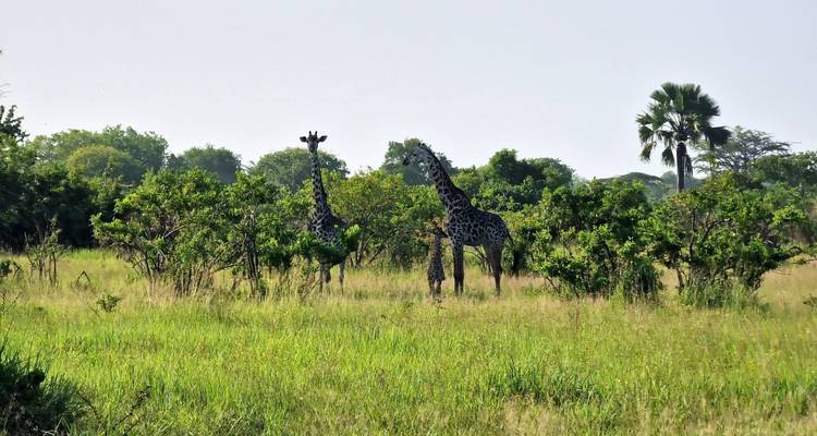 From Arusha Ultimate 3 Day Safari in Tanzania, Tarangire, Lake Manyara, 8th World Wonder - Beach and Safari Holidays 3