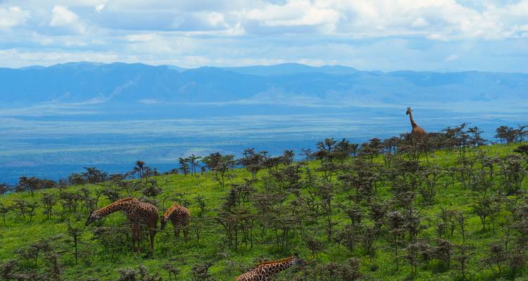 From Arusha Ultimate 3 Day Safari in Tanzania, Tarangire, Lake Manyara, 8th World Wonder - Beach and Safari Holidays 8