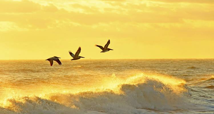 Oiseaux volant au-dessus des vagues de l'océan pendant l'heure dorée.