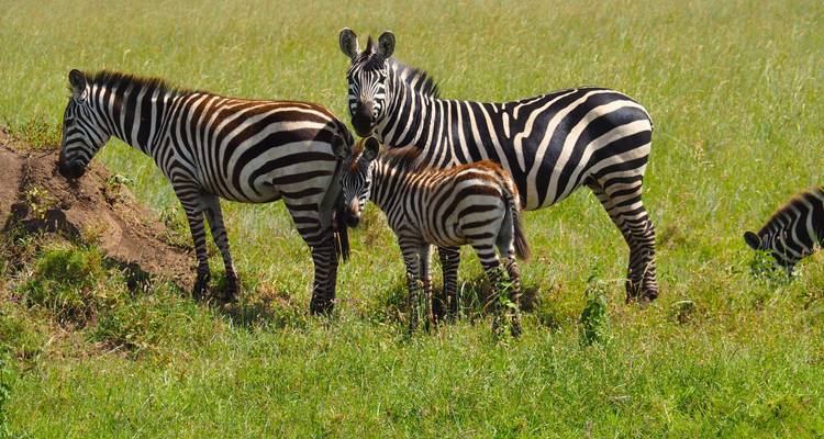 Desde Arusha 4 días Tesoros de Tanzania: Safari por Tarangire, Manyara y Ngorongoro - Beach and Safari Holidays 4