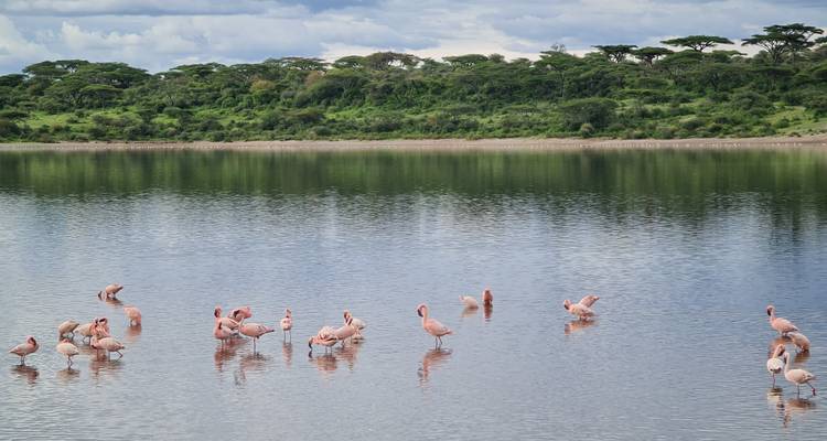 Desde Arusha Expedición Safari de 4 días: Del Lago Natrón al Cráter del Ngorongoro - Beach and Safari Holidays 10