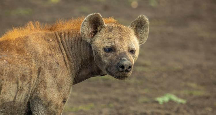 Desde Arusha Safari de 4 días por los Parques del Norte Tarangire, Serengeti, Cráter del Ngorongoro - Beach and Safari Holidays 9
